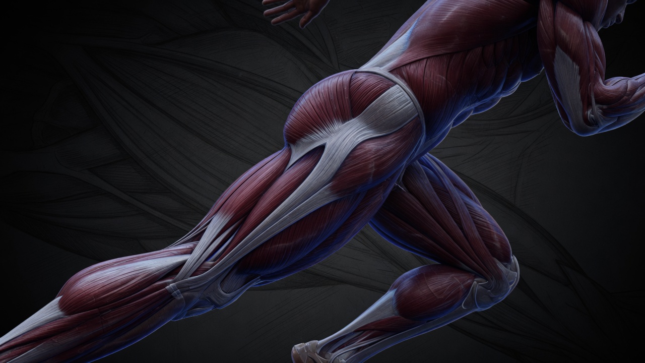 Ischio jambiers anatomie : tout ce qu’il faut savoir sur ces muscles de la cuisse